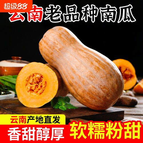 云南热带南瓜密本南瓜高山种植