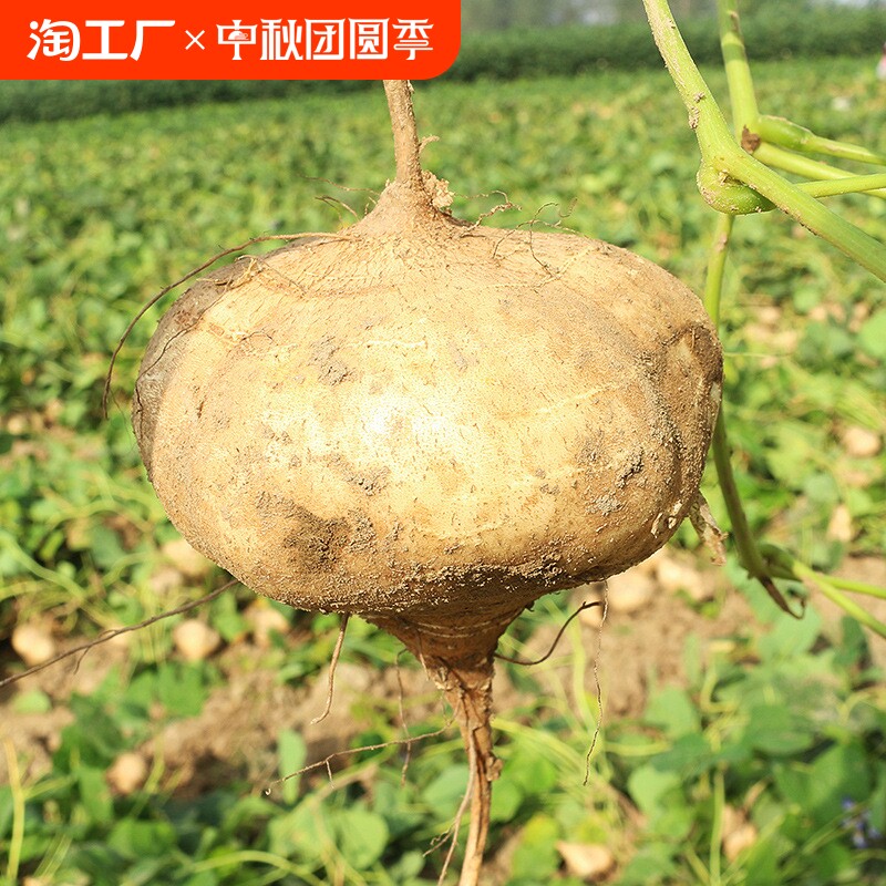 广西凉薯新鲜现挖白地瓜农家特产水果沙葛土番薯葛薯白心自提生吃