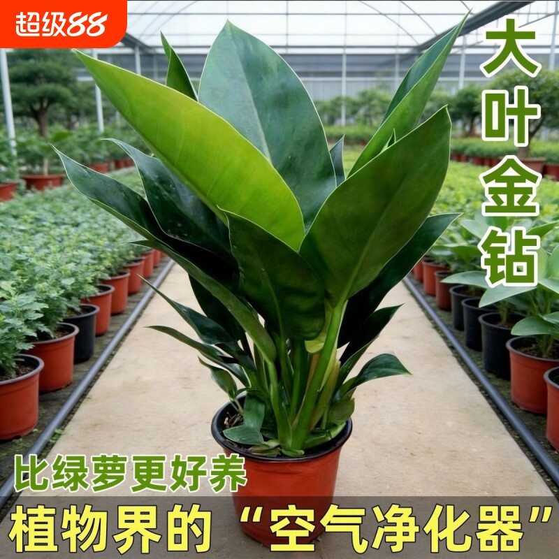 大叶金钻盆栽室内夏天好养水培植物办公室四季常青吸甲醛净化空气