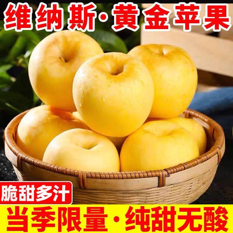 正宗山东维纳斯黄金苹果新鲜现摘脆甜多汁非奶油富士苹果批发