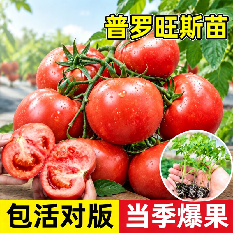【热销100万+】普罗旺斯番茄大苗图片