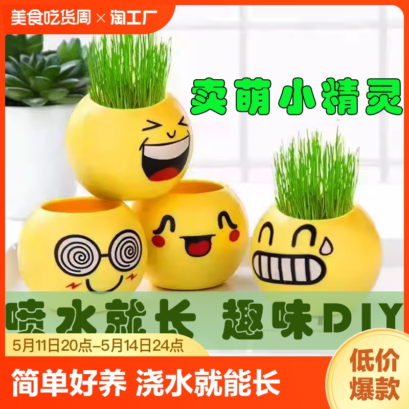 长草娃娃绿植盆栽迷你办公室桌面植物猫草礼物礼品diy儿童水培