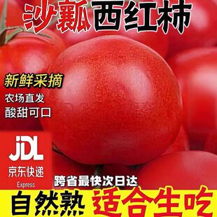 正宗沙瓤西红柿新鲜自然熟番茄当季水果整箱蔬菜非铁皮柿