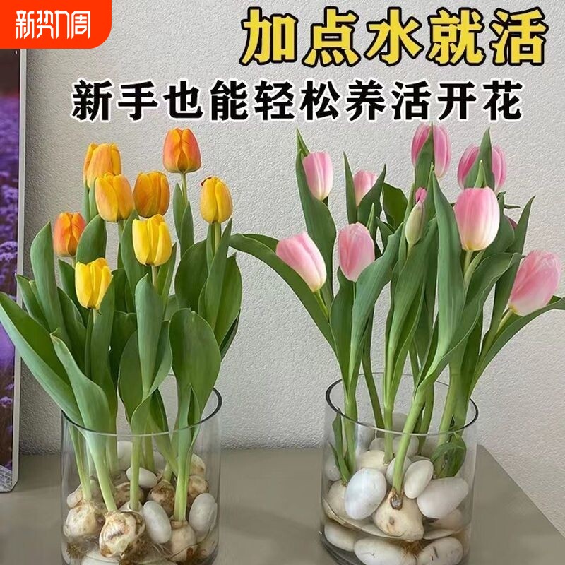 【水培】水土俩培郁金香四季开花盆栽植物客厅绿植郁金香盆栽好养