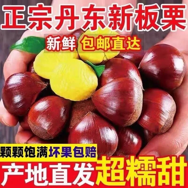 新鲜农家现摘辽宁丹东新鲜生现摘大板栗3斤栗子锥油栗仁蔬罗田5
