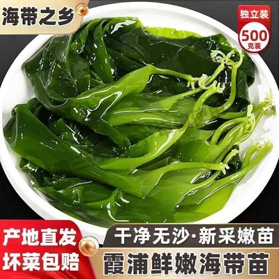 霞浦海带海带苗嫩苗新鲜盐渍火锅凉拌食材脆嫩特级嫩芽小海带美味