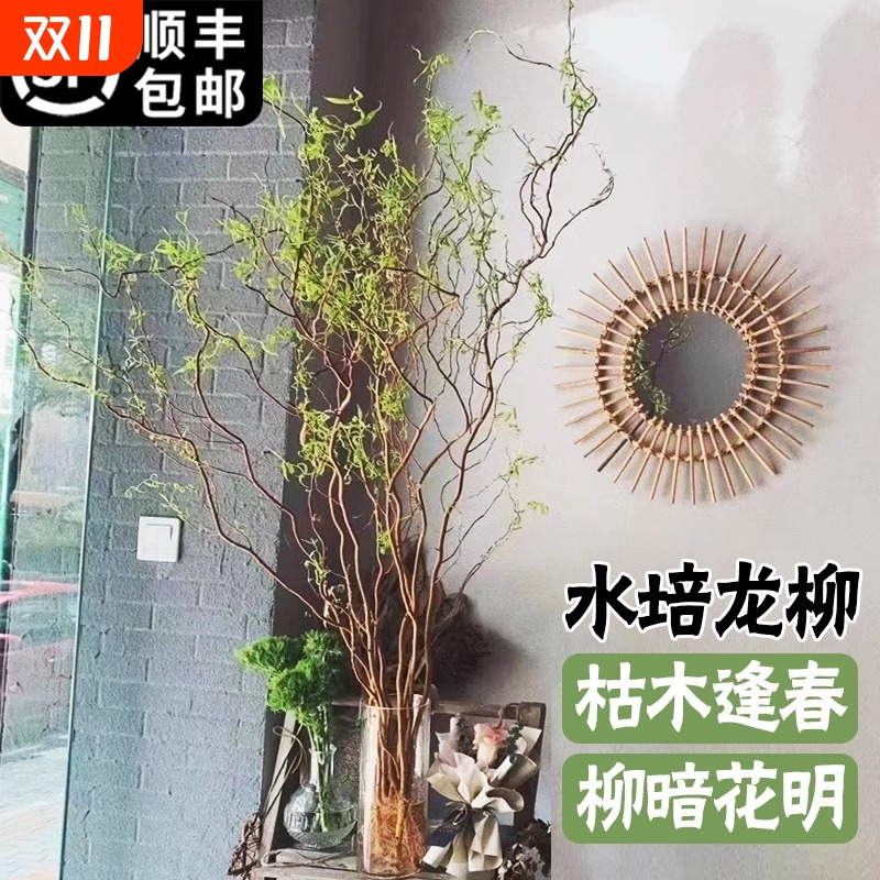 龙柳鲜枝干枝水培植物盆栽室内客厅花卉好养四季开花鲜花水养绿植