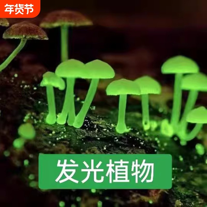 蘑菇发光绿植室内菌种观赏夜光雨林植物盆栽种植阳台可食用庭院