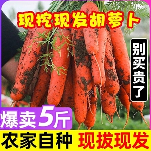 带泥 新鲜水果胡萝卜蔬菜农家自种现挖红皮萝卜红萝卜 包邮