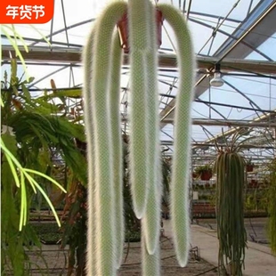 九尾狐多肉软毛盆栽猴尾柱长毛植物尾巴开花垂吊室内办公室好养