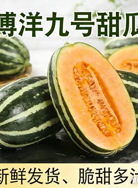 山东头茬博洋9号蜜瓜香瓜甜瓜羊角当季新鲜水果九号