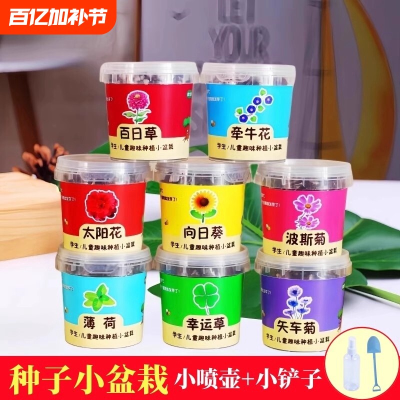 学生儿童种植小盆栽向日葵实验种子观察盒益智四季易活花种子套装