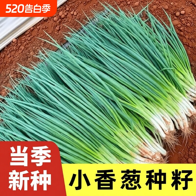 四季小香葱种子红葱种籽盆栽葱头种阳台种植火蔬菜水果玉米大葱