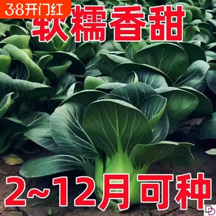 苏州青种子黑叶矮脚青梗菜黑大头上海青耐热耐寒农家青菜奶油高产