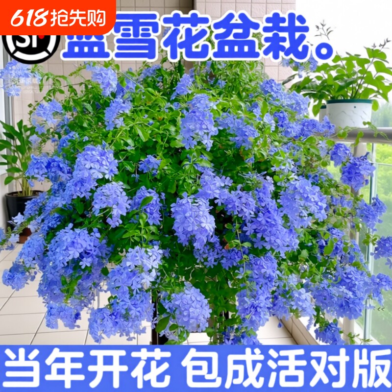 蓝雪花盆栽花卉大苗绿植阳台长好养的鲜花带花庭院花期开花棒棒糖
