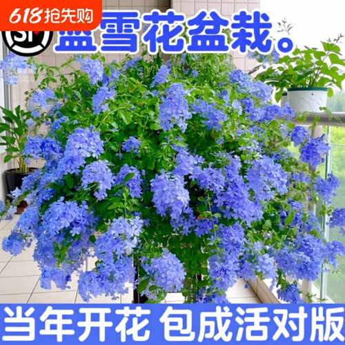 蓝雪花盆栽花卉大苗绿植阳台长好养的鲜花带花庭院花期开花棒棒糖
