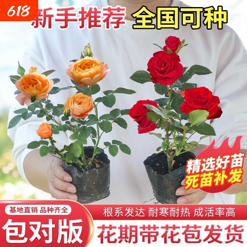 玫瑰花苗月季小苗多季节开花阳台盆栽花卉爬藤种绿植物大藤本蔷薇