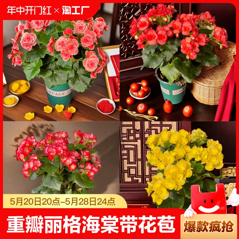 重瓣丽格海棠盆栽带花苞四季开花玫瑰玻璃海棠花室内阳台花卉庭院