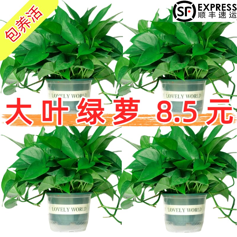 绿萝室内盆栽长藤大叶植物吸除甲醛净化空气水培花卉垂吊绿箩绿植