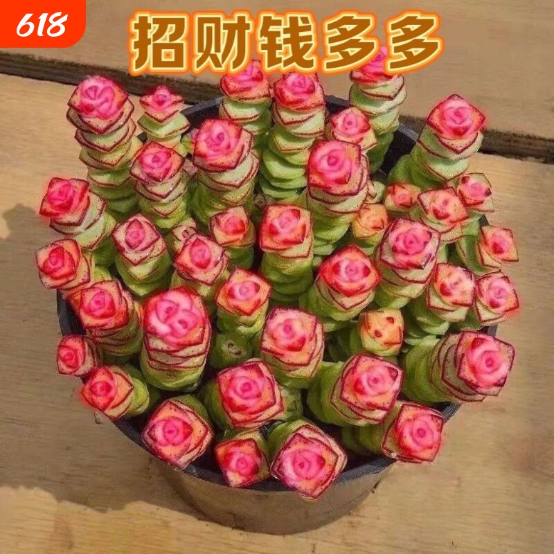 彩色钱串锦多肉植物室内新手好养肉肉红心钱串子稀有品种盆栽花卉