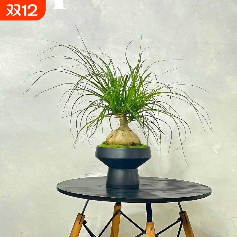 不含盆新手套餐观叶创意办公室内