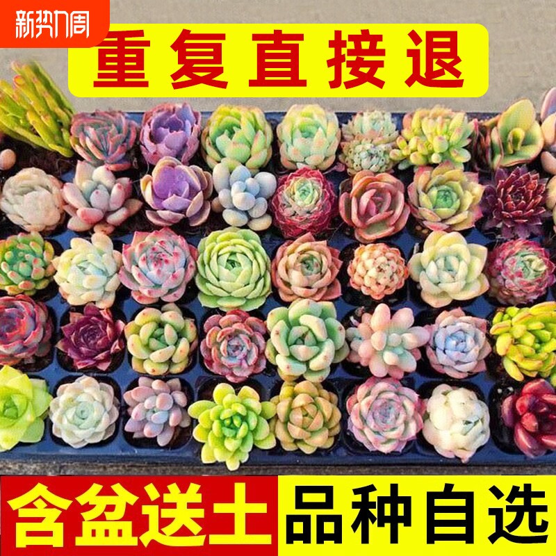 多肉植物大颗好养玉露老桩新手套餐带盆组合室内外花卉绿植阳台