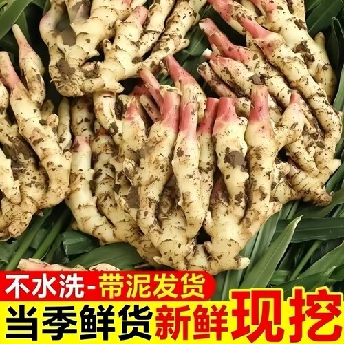 正宗红芽嫩姜仔姜子姜生姜5斤新鲜带泥发货农家自种现挖当季食用