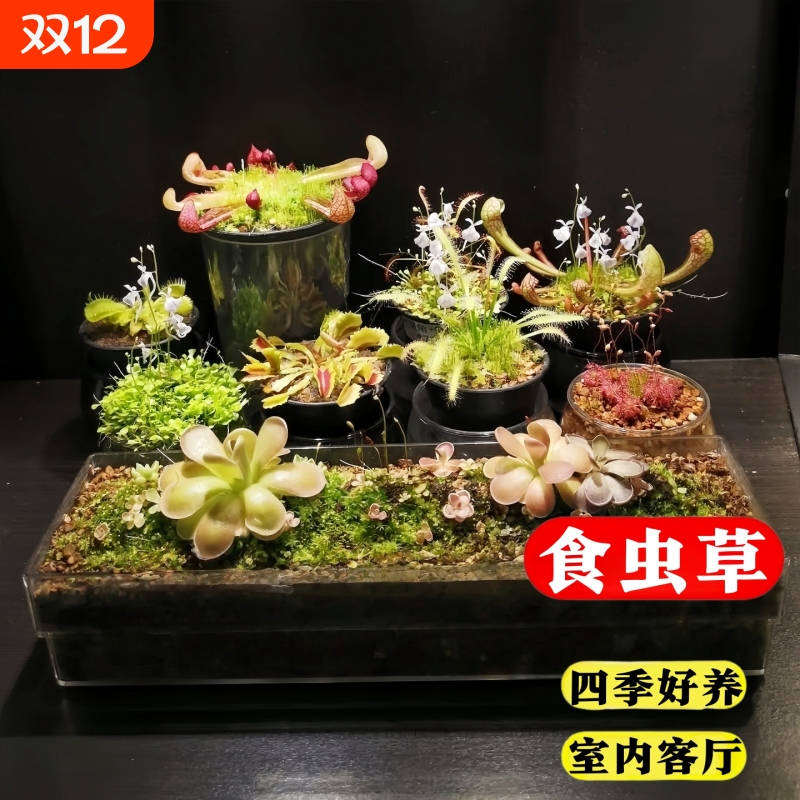 捕蝇草盆栽猪笼草绿植物超大食虫草食人花卉幼儿园好养活室内水培