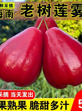 海南红宝石莲雾果新鲜水果黑珍珠当季红莲雾果热带三亚特产