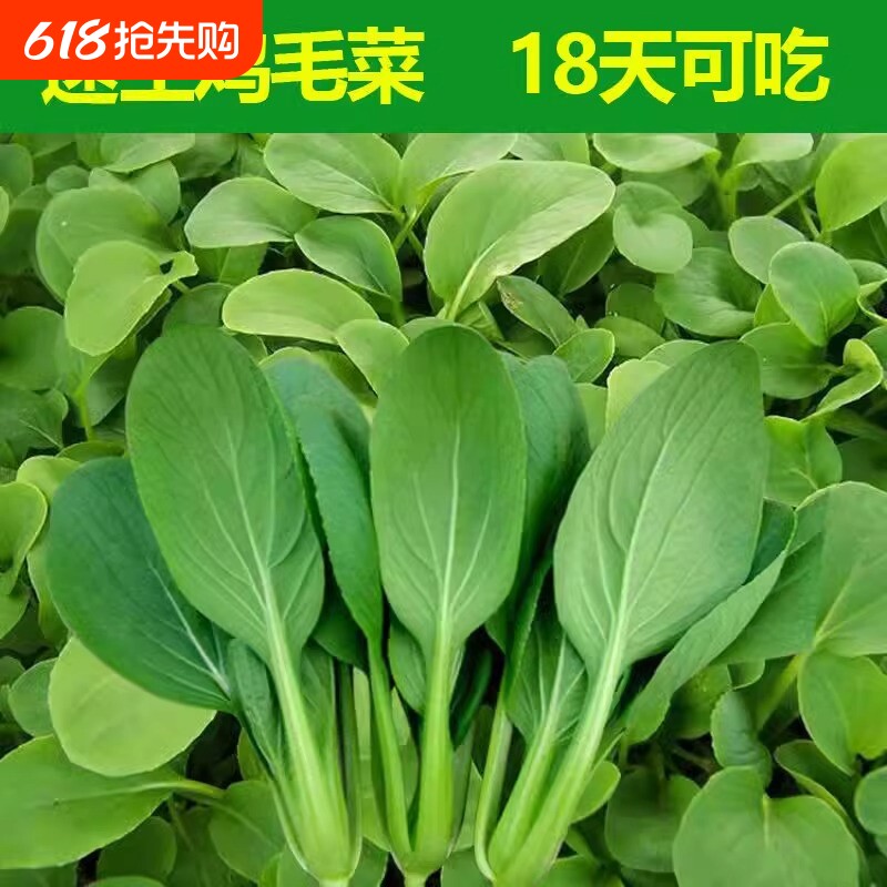 四季鸡毛菜种子上海青小青菜蔬菜大全大叶菜心茼蒿西葫芦种植高产
