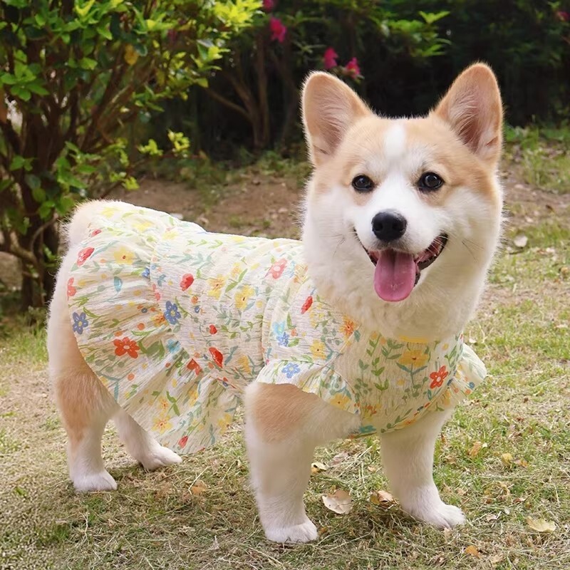 柯基衣服狗狗柴犬比熊2026春夏天薄款公主裙子背心马甲防掉毛防晒