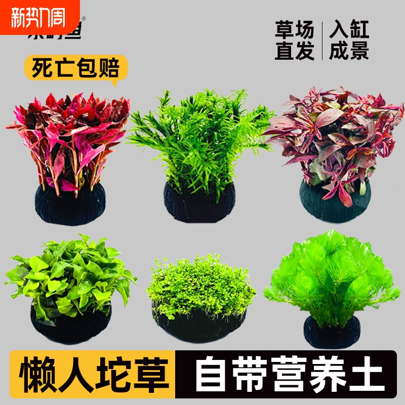 水屿鱼鱼缸水草坨草植物增氧阴性培绿植新手懒人造景底砂套餐种植
