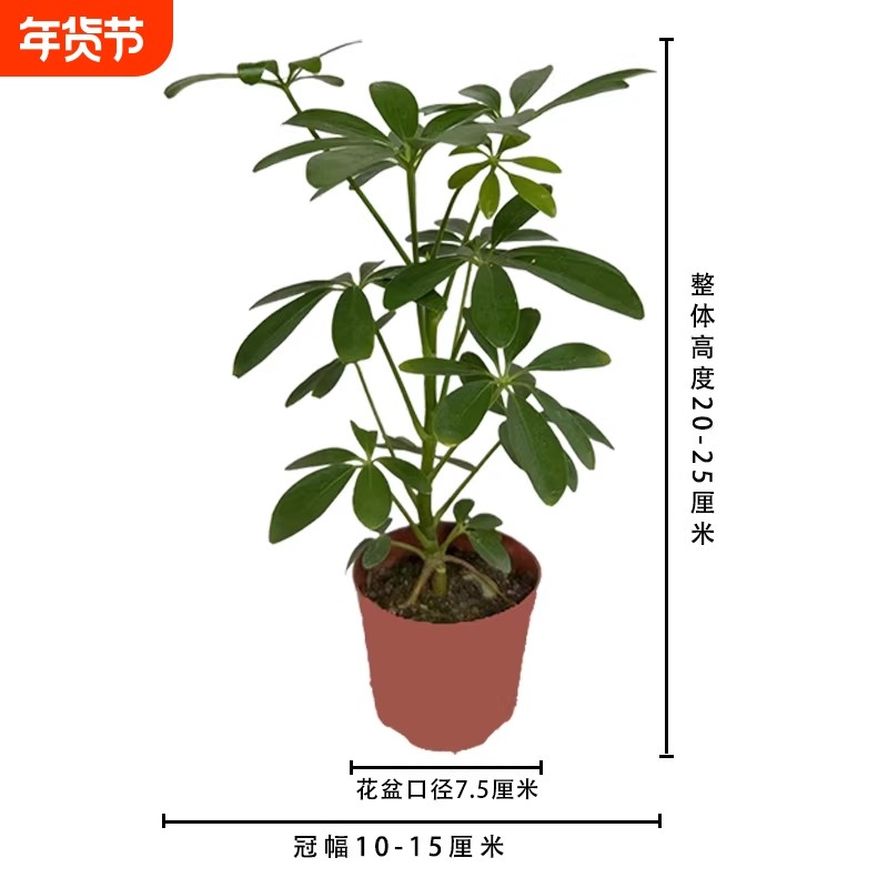 鸭脚木七叶莲八方来财盆景室内绿植四季常青盆栽客厅办公桌卫生间,鲜花速递/花卉仿真/绿植园艺,绿植,淘宝优惠券,粉丝福利购,淘宝优惠卷