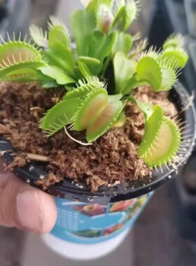 捕蝇草猪笼草食虫草食人花驱蚊草捕蚊草食蚊草捕虫草盆栽小苗孔雀