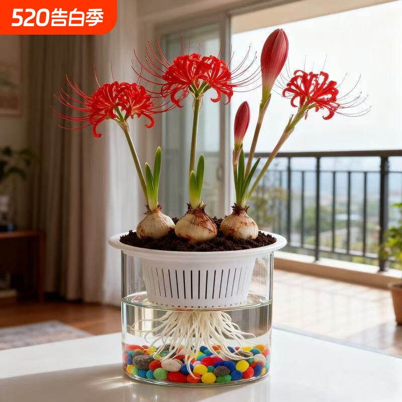 【水培新宠】彼岸花多年生曼珠沙华石蒜阳台盆栽绿植花卉好养易活