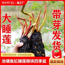 池塘睡莲花鱼缸睡莲根块带花苞四季盆栽水培植物庭院大小睡莲花苗