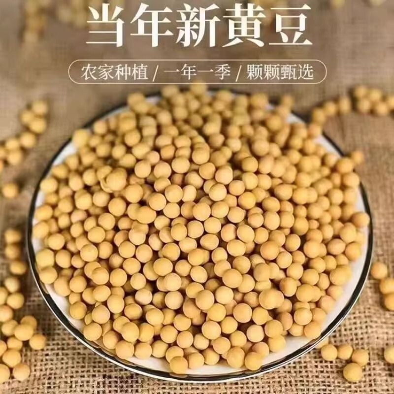 新货黄豆打豆浆专用当季农家自种老品种非转基因大豆批发五谷杂粮