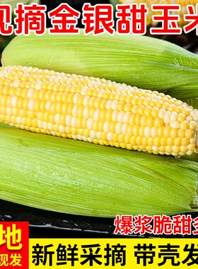 云南金银玉米甜脆新鲜糯甜玉米应季苞谷棒子现摘包邮爆浆自提