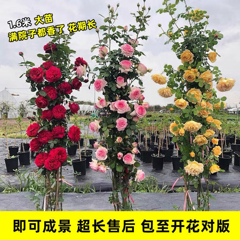 1米6大苗蔷薇花苗藤本月季特大花爬藤植物耐寒无刺花卉盆栽玫瑰