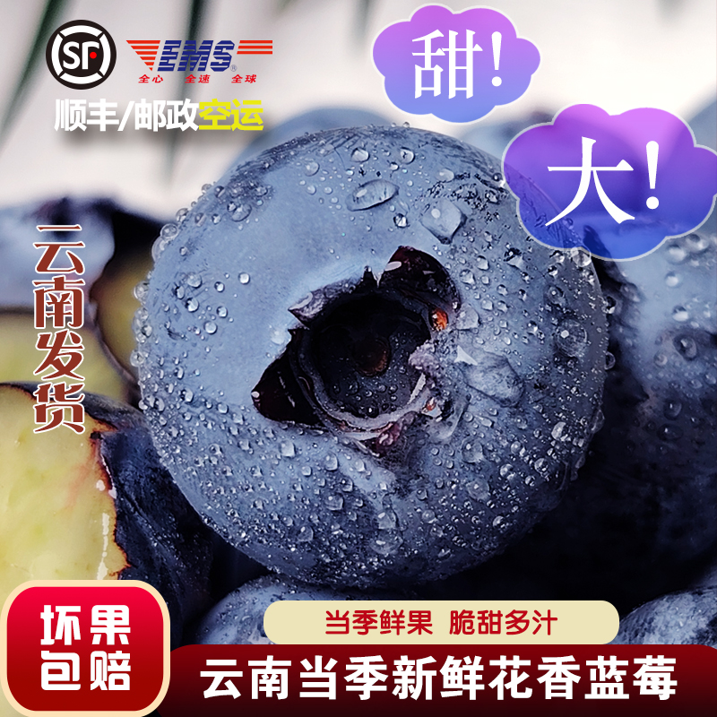现发顺丰现摘整箱云南花香蓝梅大果当季新鲜一颗蓝莓25高端送礼