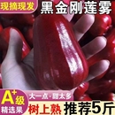 蓮霧果現(xiàn)摘新鮮水果熱帶一級果脆甜特大果樹上熟