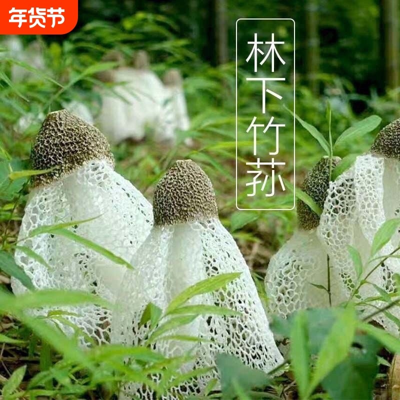 正宗竹荪原种菌丝竹参种土培菌种室内室外蘑菇菌食用菌种园艺