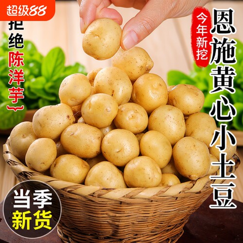 正宗恩施小土豆迷你新鲜