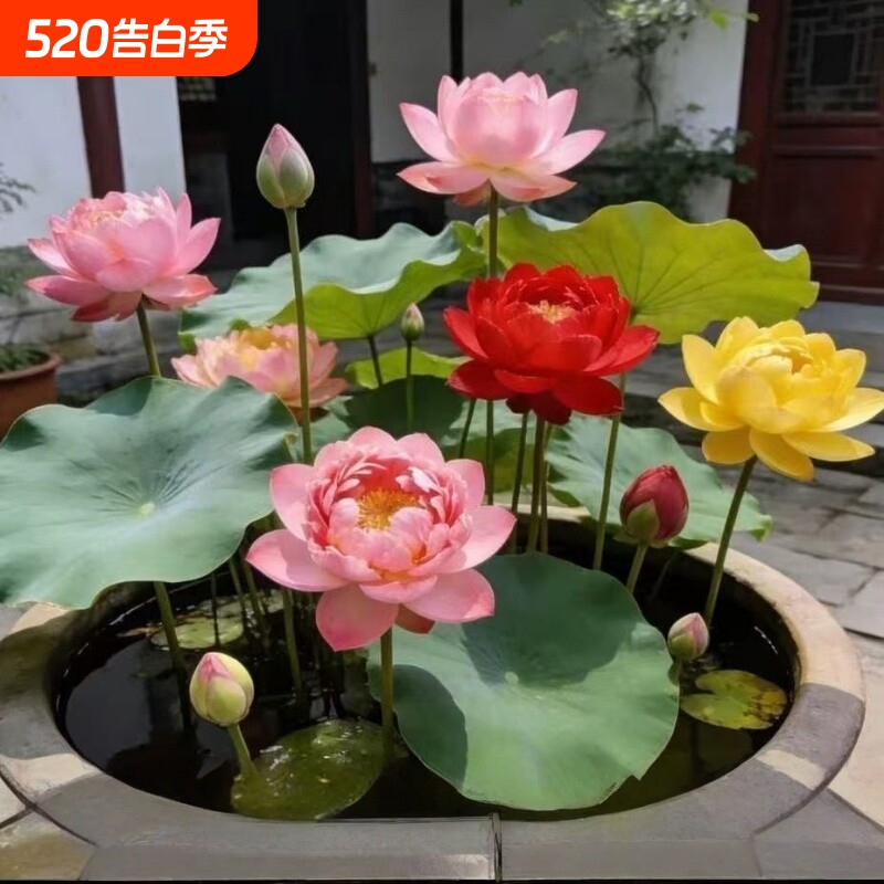 【大型大叶大花】荷花苗荷花高产盆栽莲花可食用藕苗观赏水缸种藕
