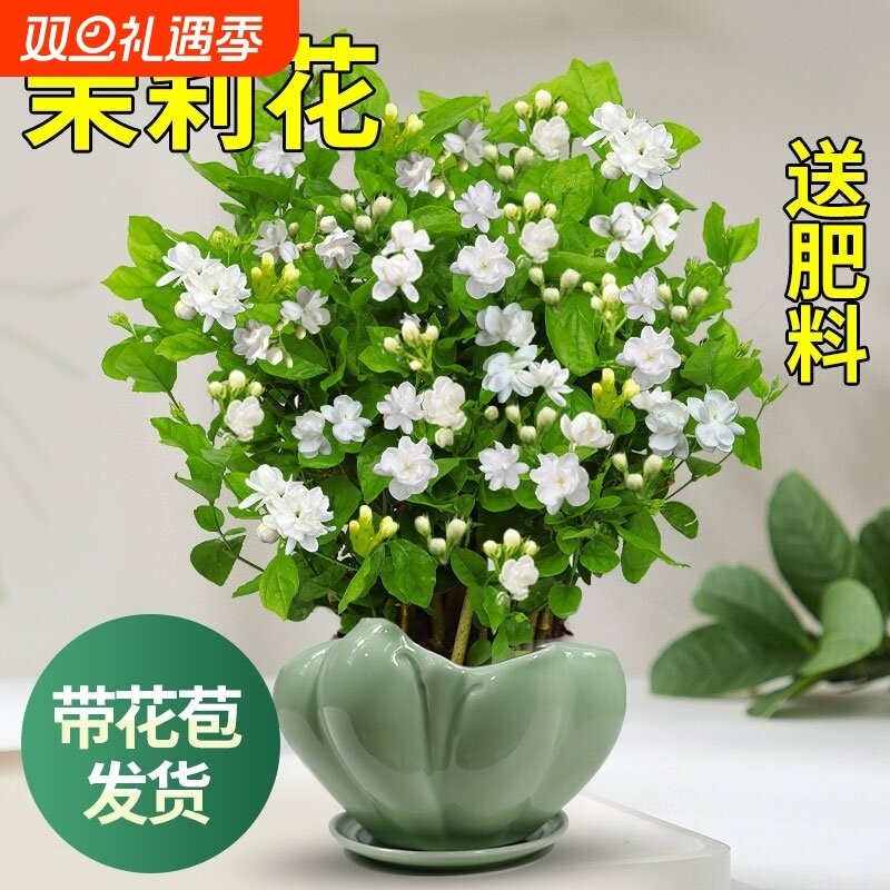 茉莉花苗盆栽带花苞九里香老桩驱蚊水培栀子花卉绿植物室内外好养