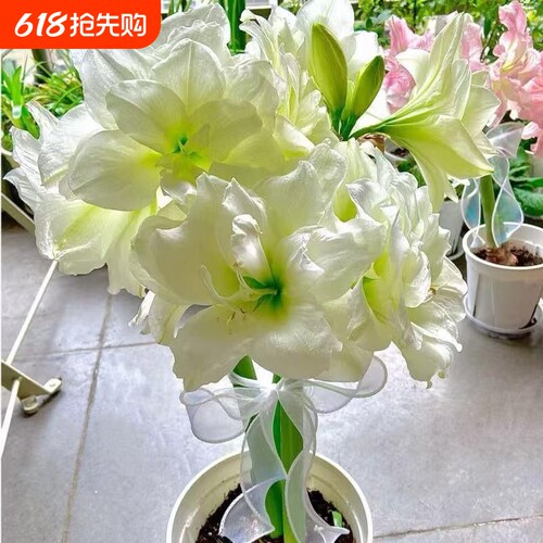 进口朱顶红重瓣盆栽室内花卉四季大全庭院好养活耐热焦点耐寒大花