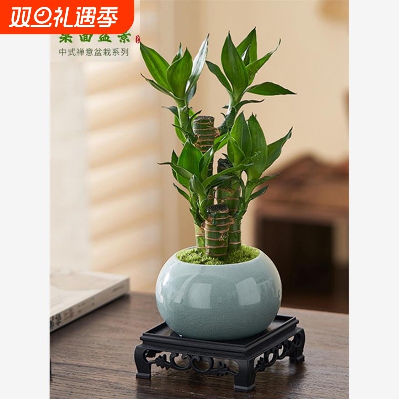 富贵竹室内植物节节高桌面绿植好养步步高花卉文昌竹客厅招财盆栽