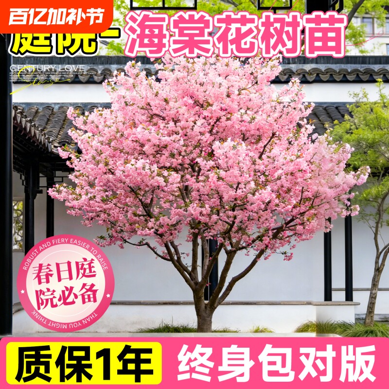 四季海棠树苗庭院地栽西府老桩垂丝海棠盆栽果树大花重瓣室外开花
