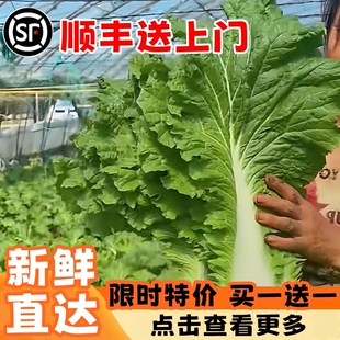 正宗东北白菜叶饭包叶大白菜叶子地摊叶打包新鲜蔬菜包邮农家散装