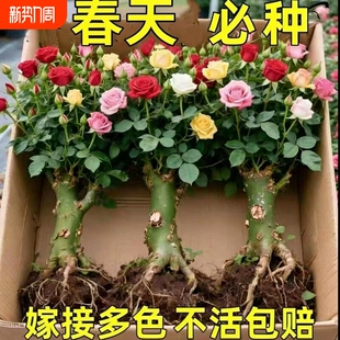 玫瑰花苗老桩盆栽花卉多季节开花绿植物月季蔷薇老根阳台四季室外